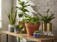 Best indoor plant pots