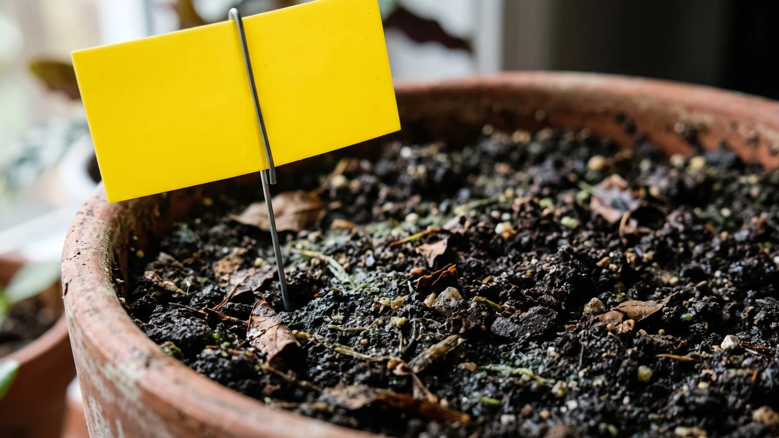 Close up of damp dark potting soil with decaying leaf fragments and a blank yellow sticky trap card on a wire stake.